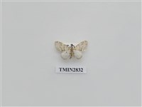 藏品(尺蛾525)的圖片